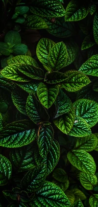 Symmetrical Green Leaves: A Study in Texture and Pattern