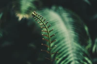 Elegant Fern Frond Against a Lush Green Background