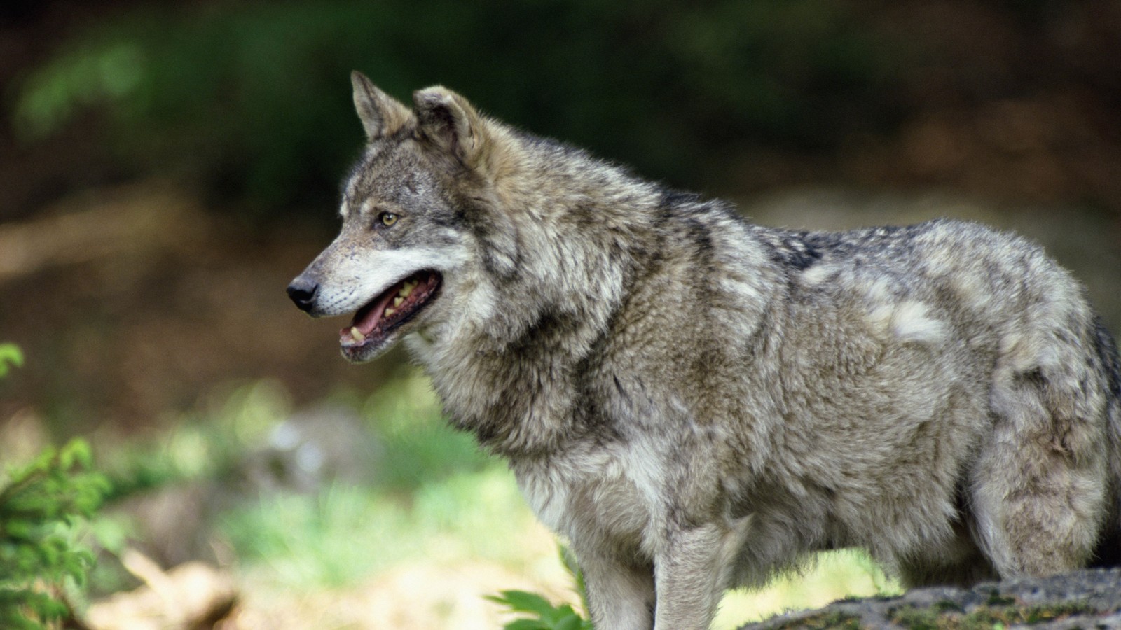 There is a wolf standing on a rock in the woods (wolf, canidae, wildlife, facial expression, saarloos wolfdog)