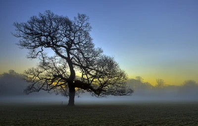 nature, arbre, plante ligneuse, matin, atmosphère