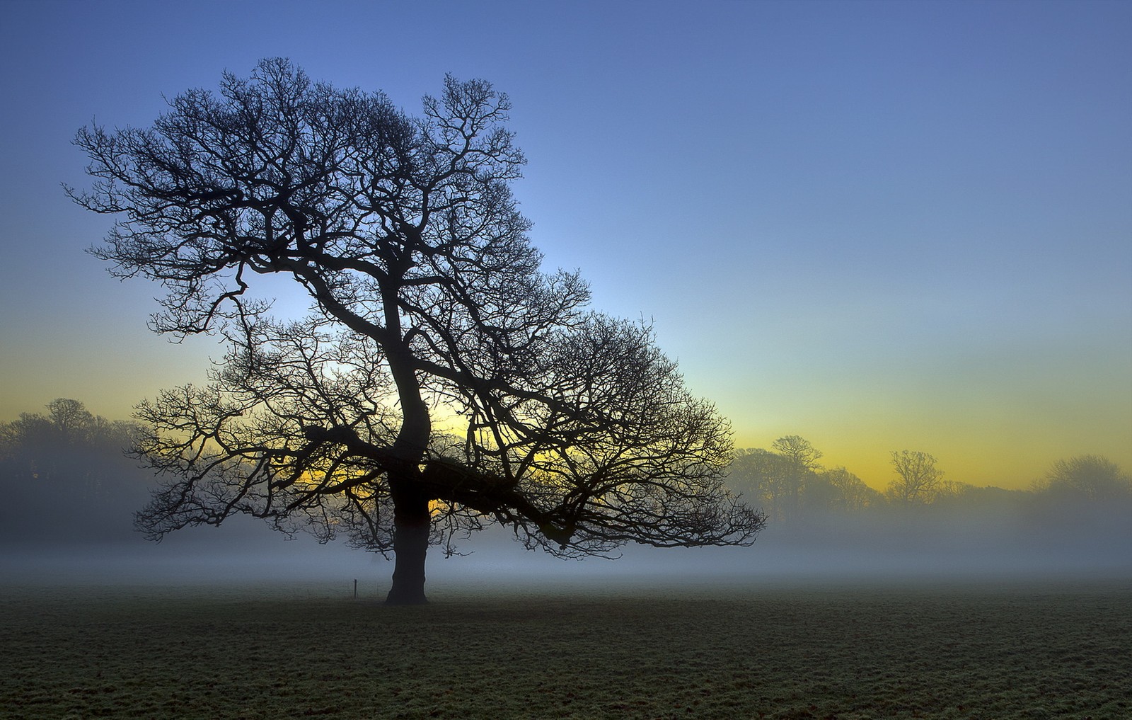 Téléchargez le fond d'écran nature, arbre, plante ligneuse, matin, atmosphère