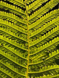 Ostrich Fern Leaf with Intricate Patterns and Vivid Green Coloration