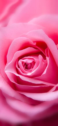 Delicate Pink Rose Blossom: A Close-Up of Nature's Beauty