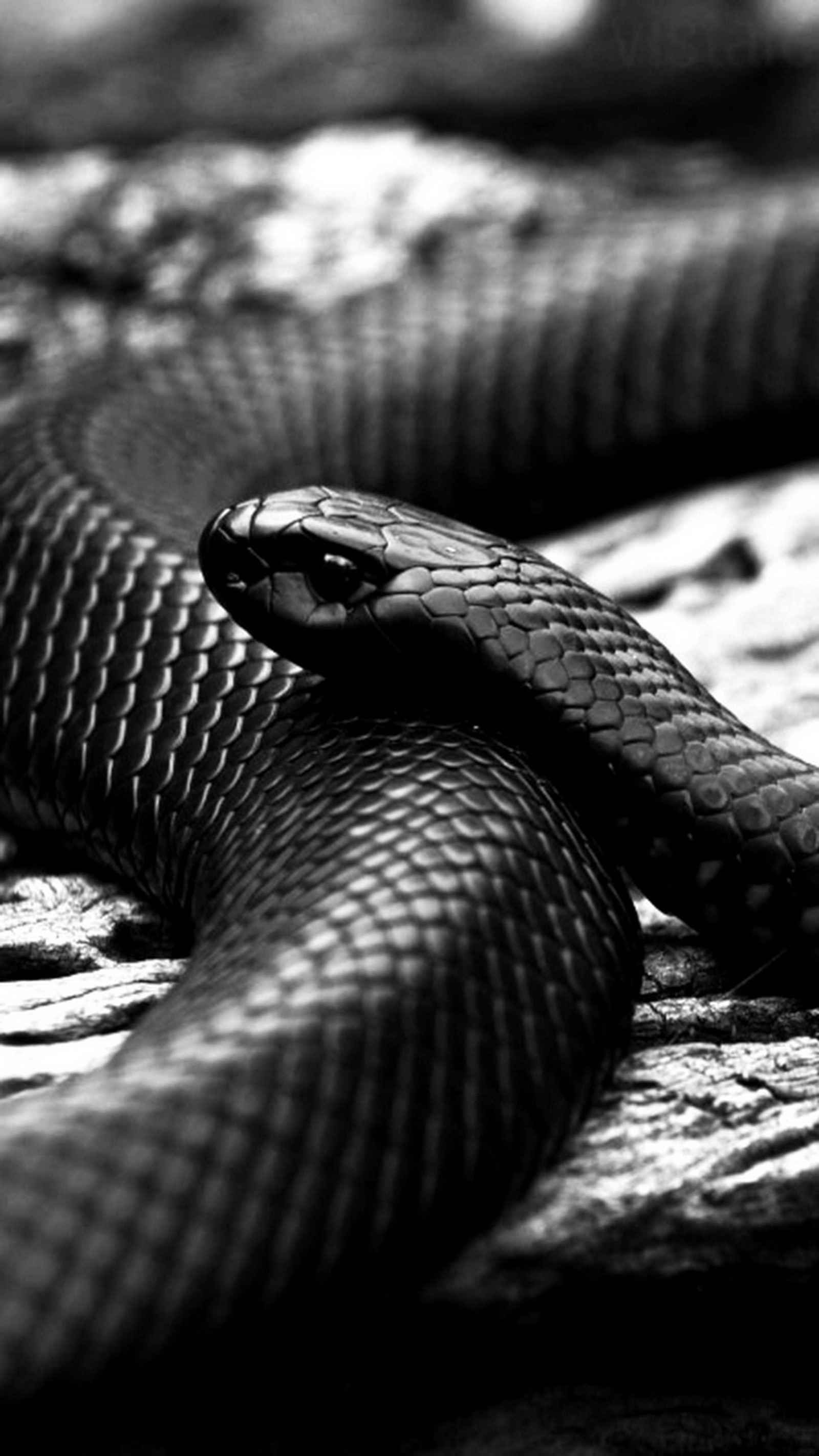 A black and white photo of a snake on a wooden surface (black, snake)