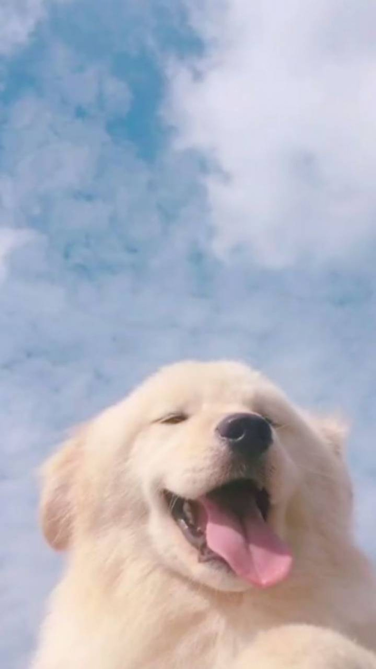 aesthetic, dog, dogs, fluffy, puppy wallpaper