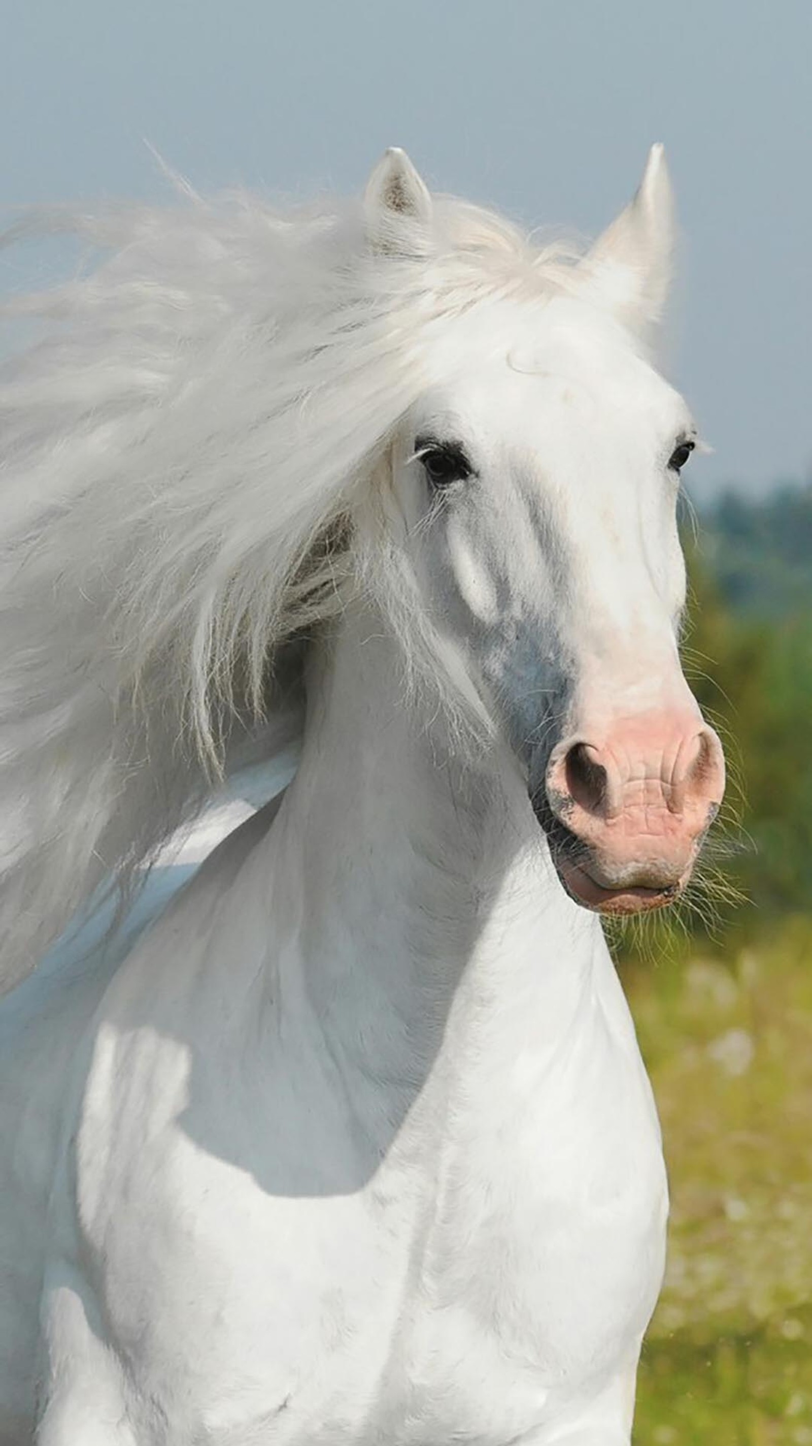 Il y a un cheval blanc avec une longue crinière debout dans un champ (chevaux)