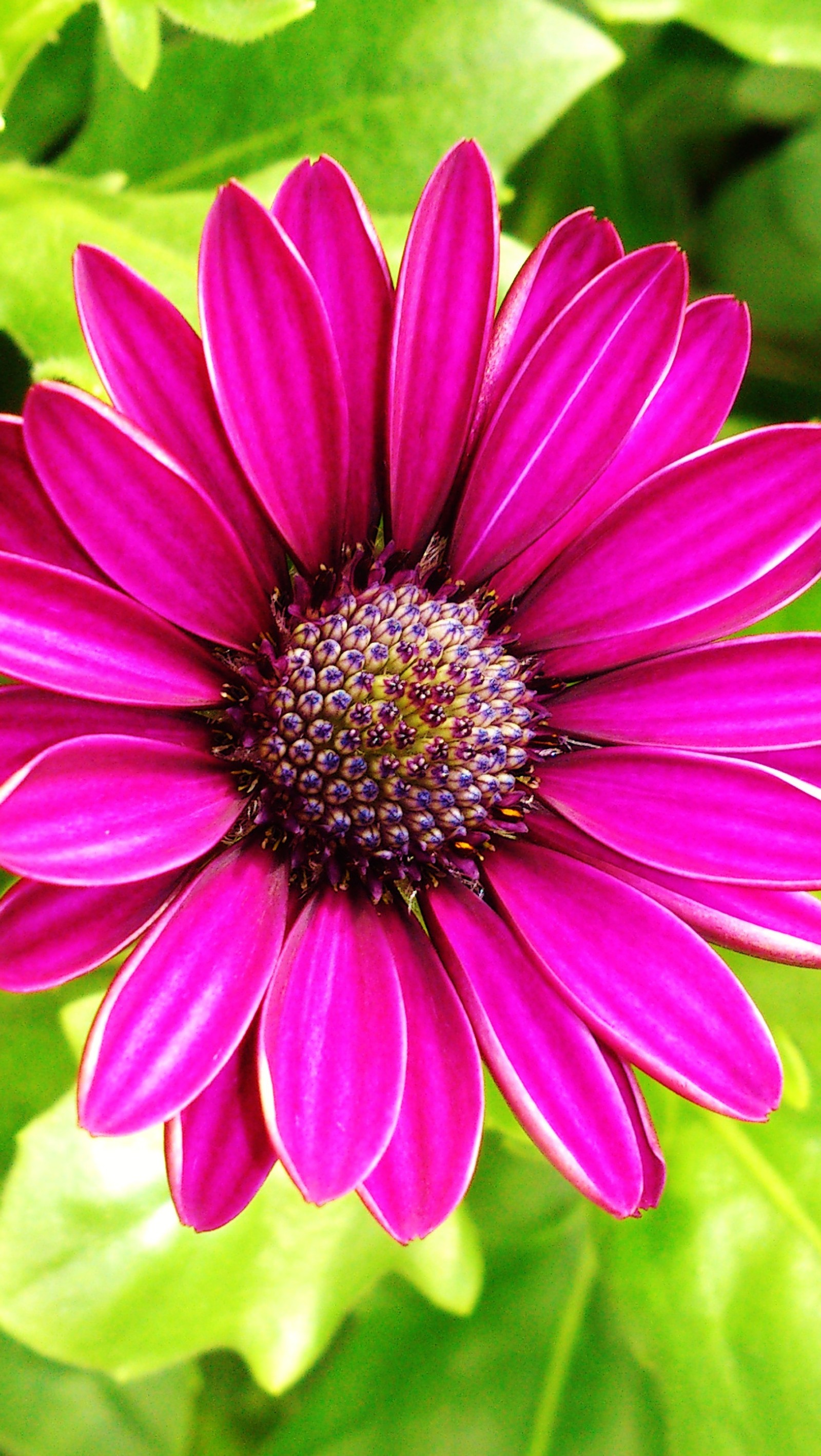 Uma flor roxa com folhas verdes ao fundo (colorido, flores, natureza, roxo)