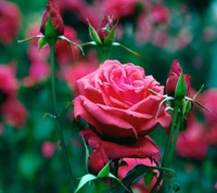 Vibrant Pink Rose Surrounded by Budding Red Roses