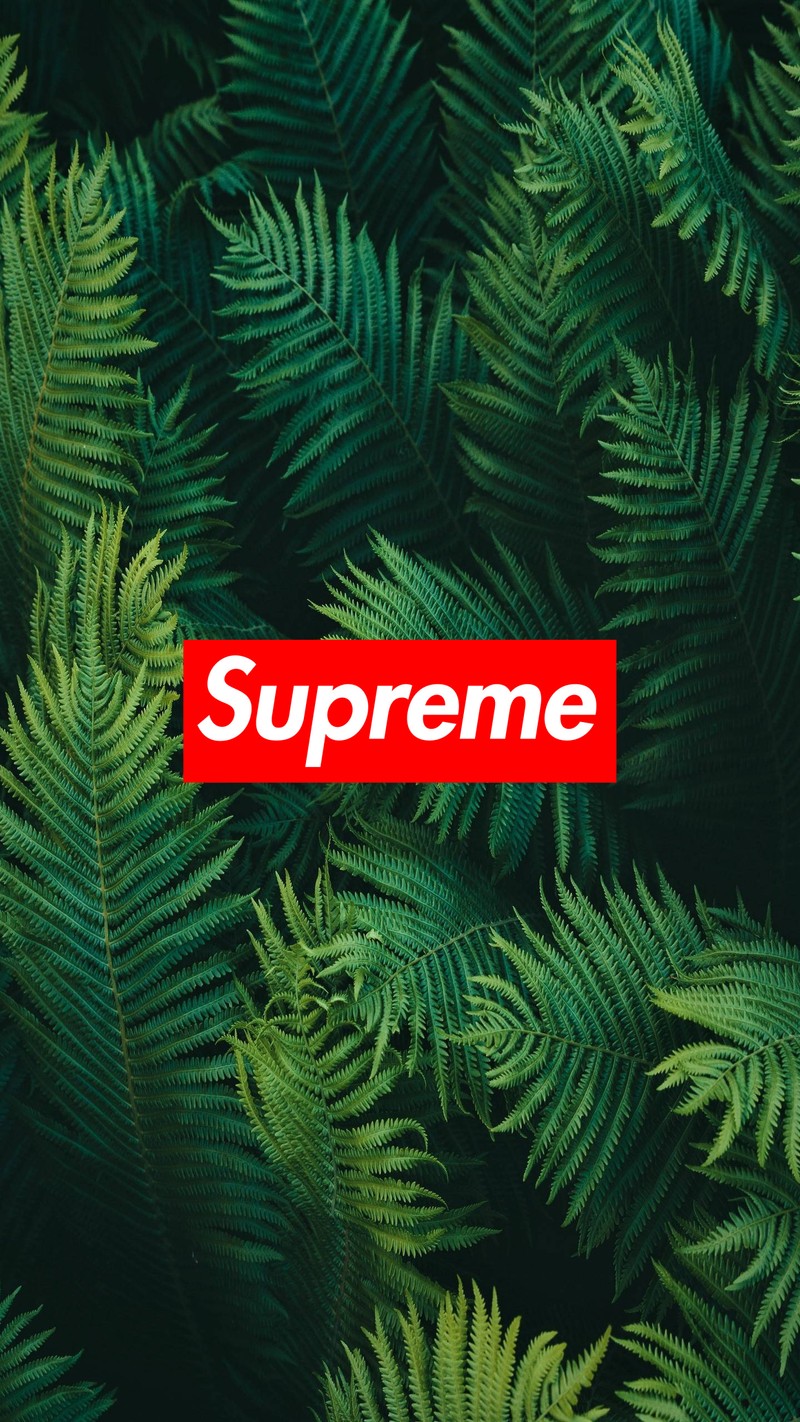 Логотип supreme на фоне зеленого папоротника (бренд, зелёный, листья, логотип, природа)