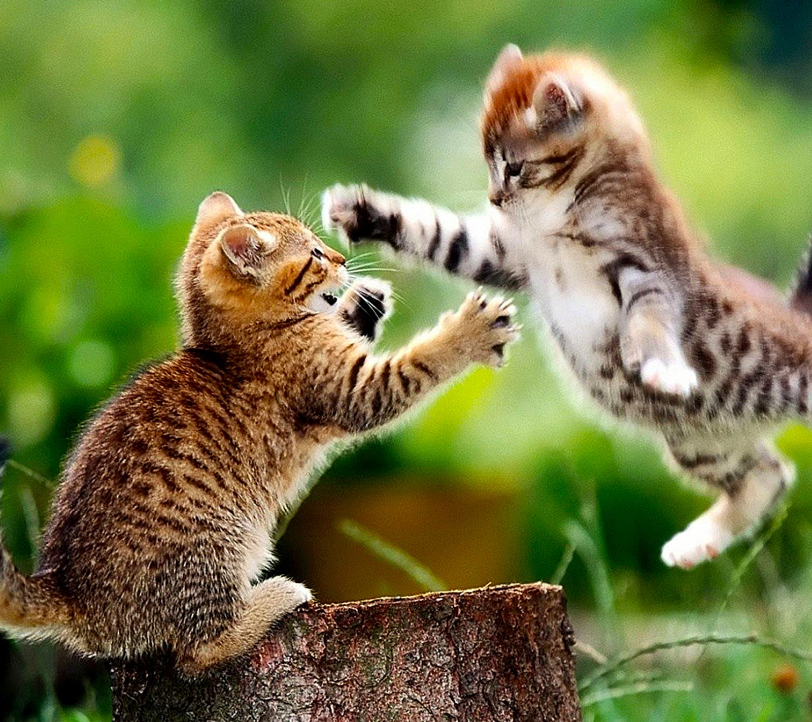 cats, fighting Download Wallpaper