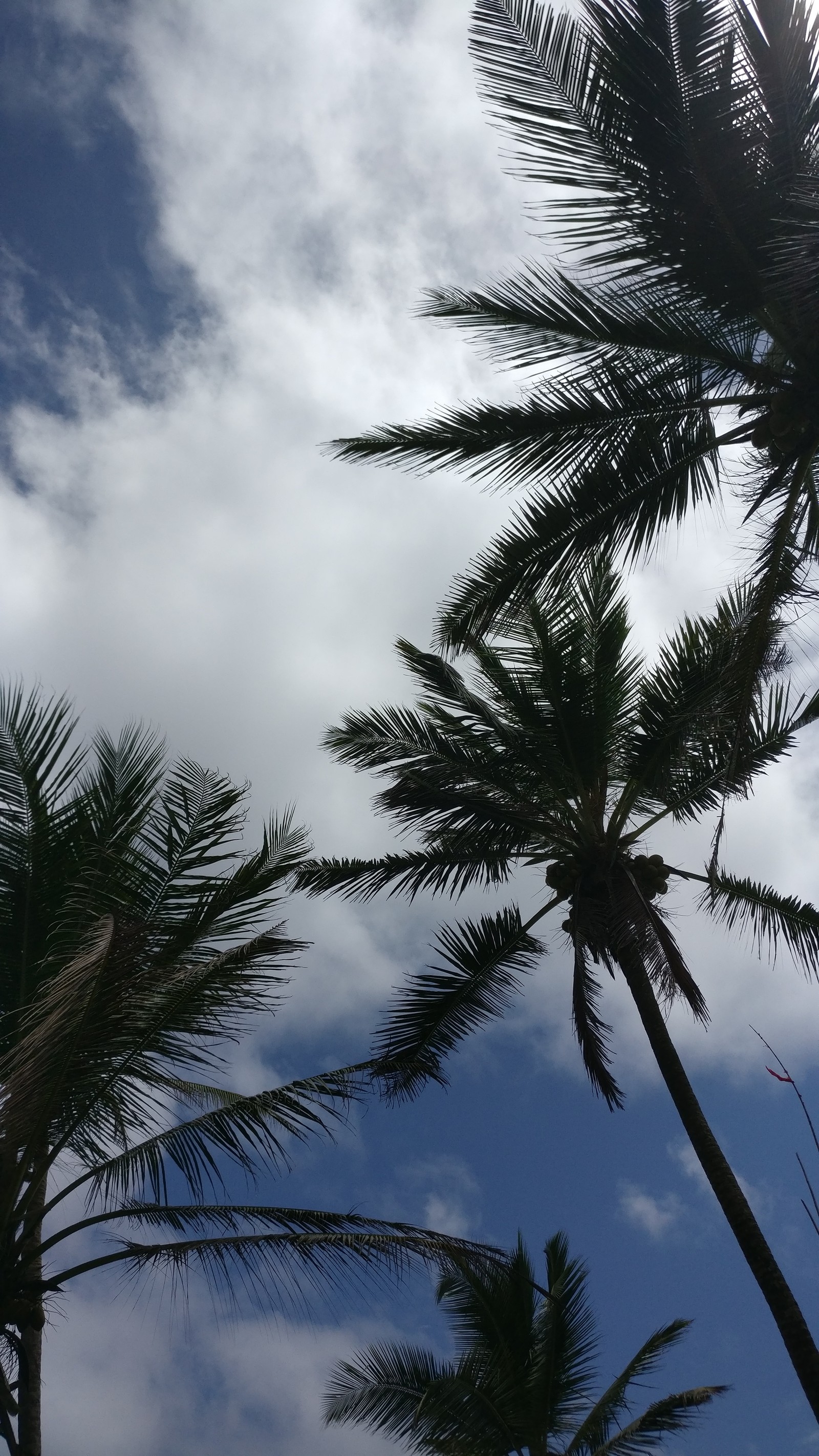 Baixar papel de parede azul, céu azul, nuvens, coconut tree, oneplus 3t