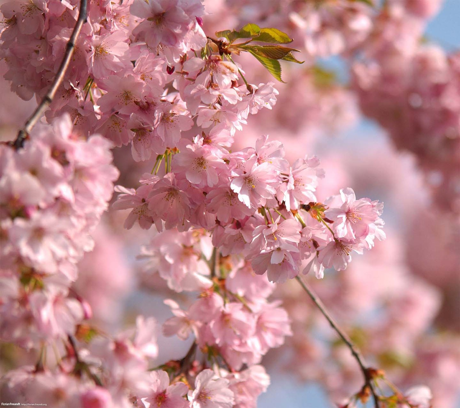 Gros plan d'un tas de fleurs roses sur un arbre (2012, incroyable, beau, meilleur, fleurs)