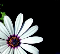 Fleur de marguerite vibrante sur fond sombre