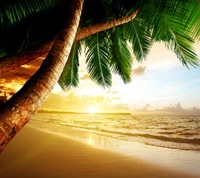 Tropical Sunrise by the Coast with Palms and Gentle Waves