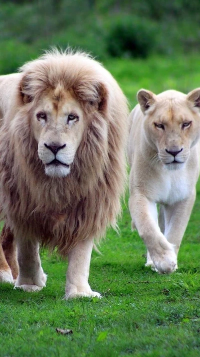 Majestic Lion and Lioness Walking Together