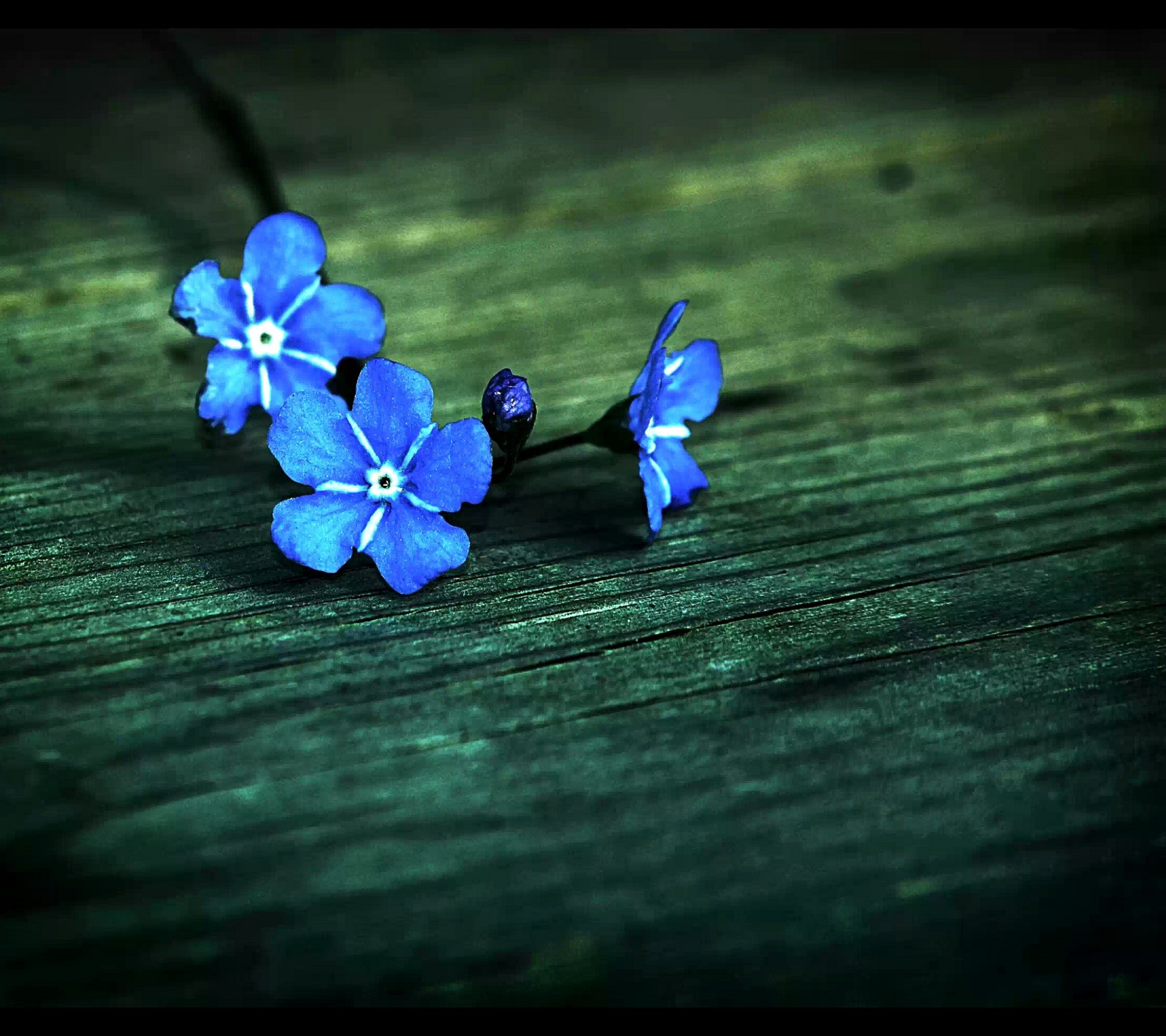 Il y a des fleurs bleues sur une table en bois avec un fond noir (bleu, fleurs, bois)