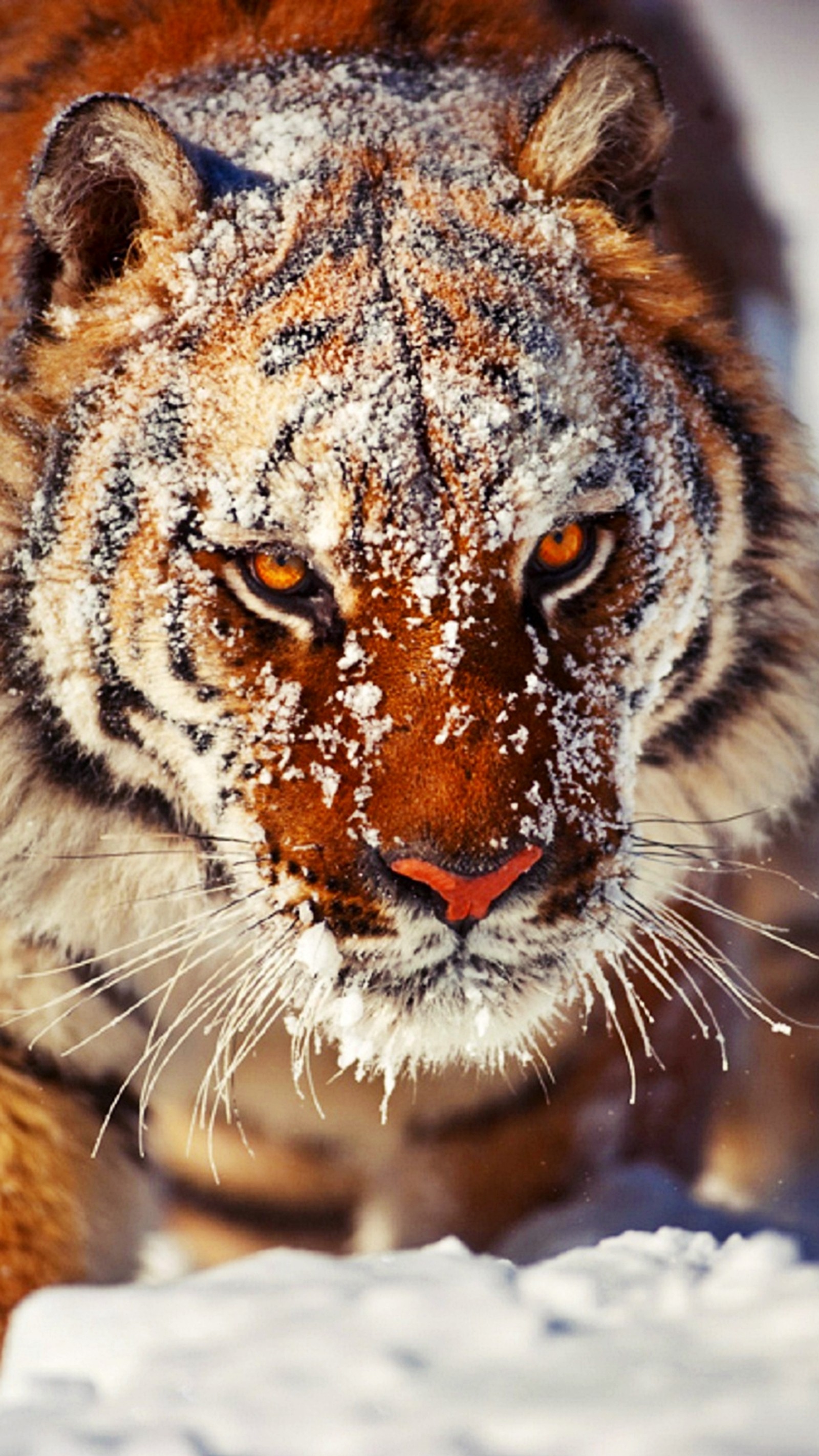 Ein tiger läuft durch den schnee mit offenem maul (tier, eye the, tiger)