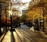 Promenade d'Automne Doré Sous le Soleil Brillant