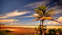 Coucher de soleil tropical tranquille : palmiers contre un horizon pittoresque