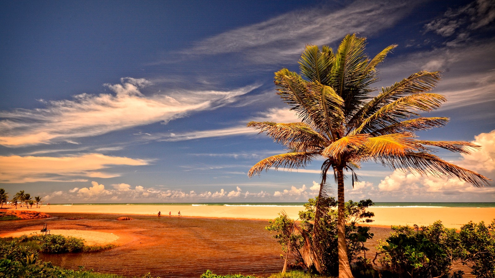 Es gibt eine palme am strand in der nähe des wassers (natur, palme, wolke, sonnenuntergang, morgen)