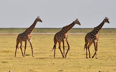 Trois girafes paissant dans une savane herbeuse.