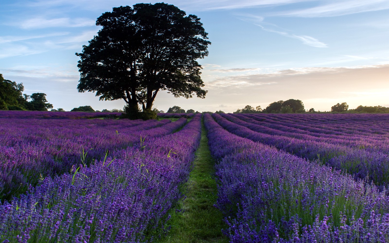 Lavendelfeld mit einem einsamen baum in der ferne (lavendel, englische lavendel, lila, blume, feld)