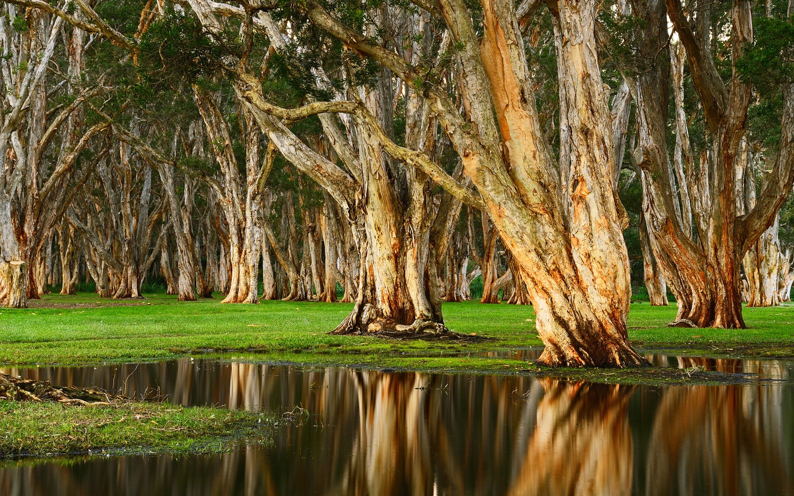 Trees are growing in a forest next to a body of water (centennial park, forest, rainy day, swamp, australia)