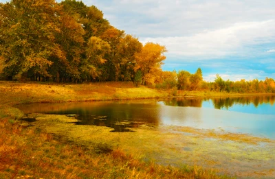 Reflexión de otoño sobre un tranquilo lago de humedales