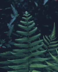 Elegant Green Fern Against Dark Foliage