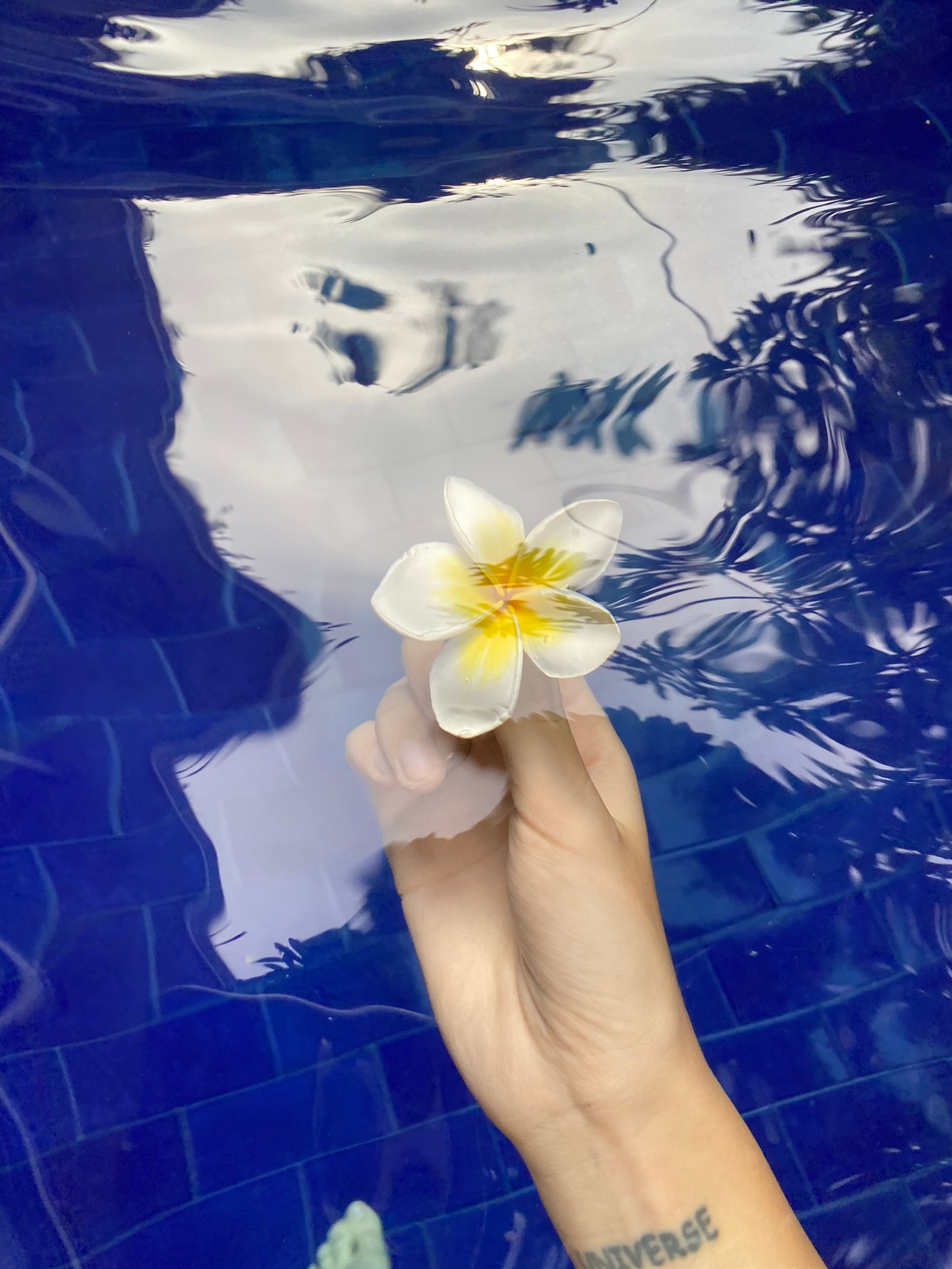 Alguien sostiene una flor en una piscina con un fondo azul (flor, pétalo, muñeca, planta acuática, planta floreciendo)