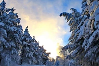 invierno, abeto, nieve, árbol, congelación