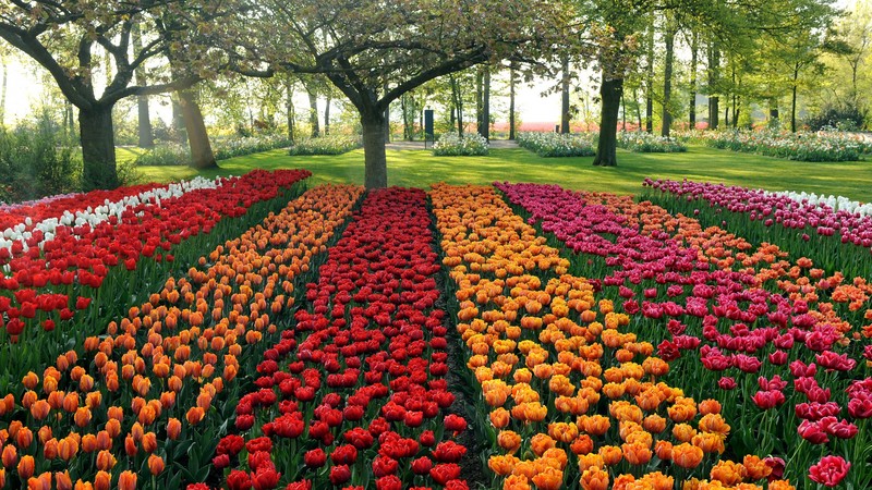 Большое поле цветных тюльпанов в парке с деревьями (кекенхоф, keukenhof, цветочный сад, цветущее растение, весна)