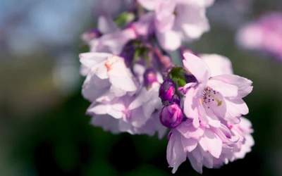 Photographie macro de fleurs de cerisier en fleurs