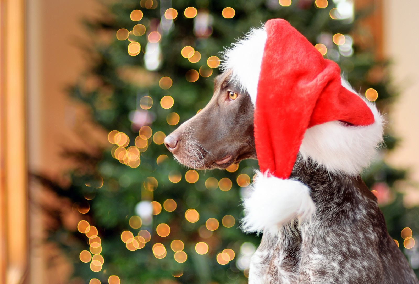 Ein hund mit einem weihnachtsmannhut sitzt vor einem weihnachtsbaum (zeiger, hund, weihnachten, weihnachtsornament, hunderasse)