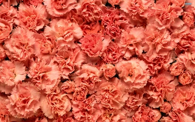 Vibrant Pink Carnations in Full Bloom