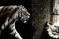 Majestic Tiger Against a Dark Brick Wall