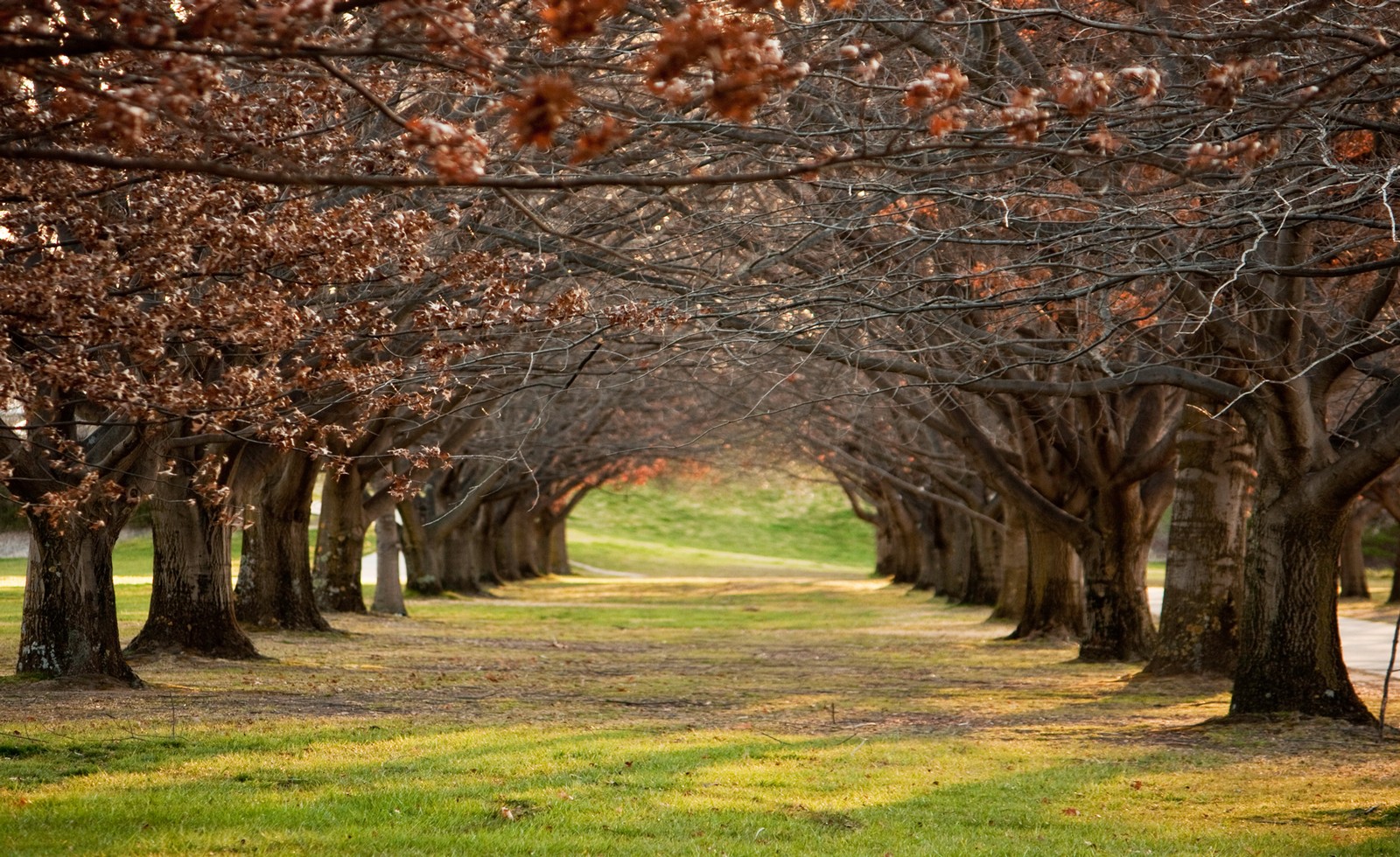 Árvores alinham um caminho em um parque com grama e folhas (árvore, natureza, primavera, florescimento, ramo)