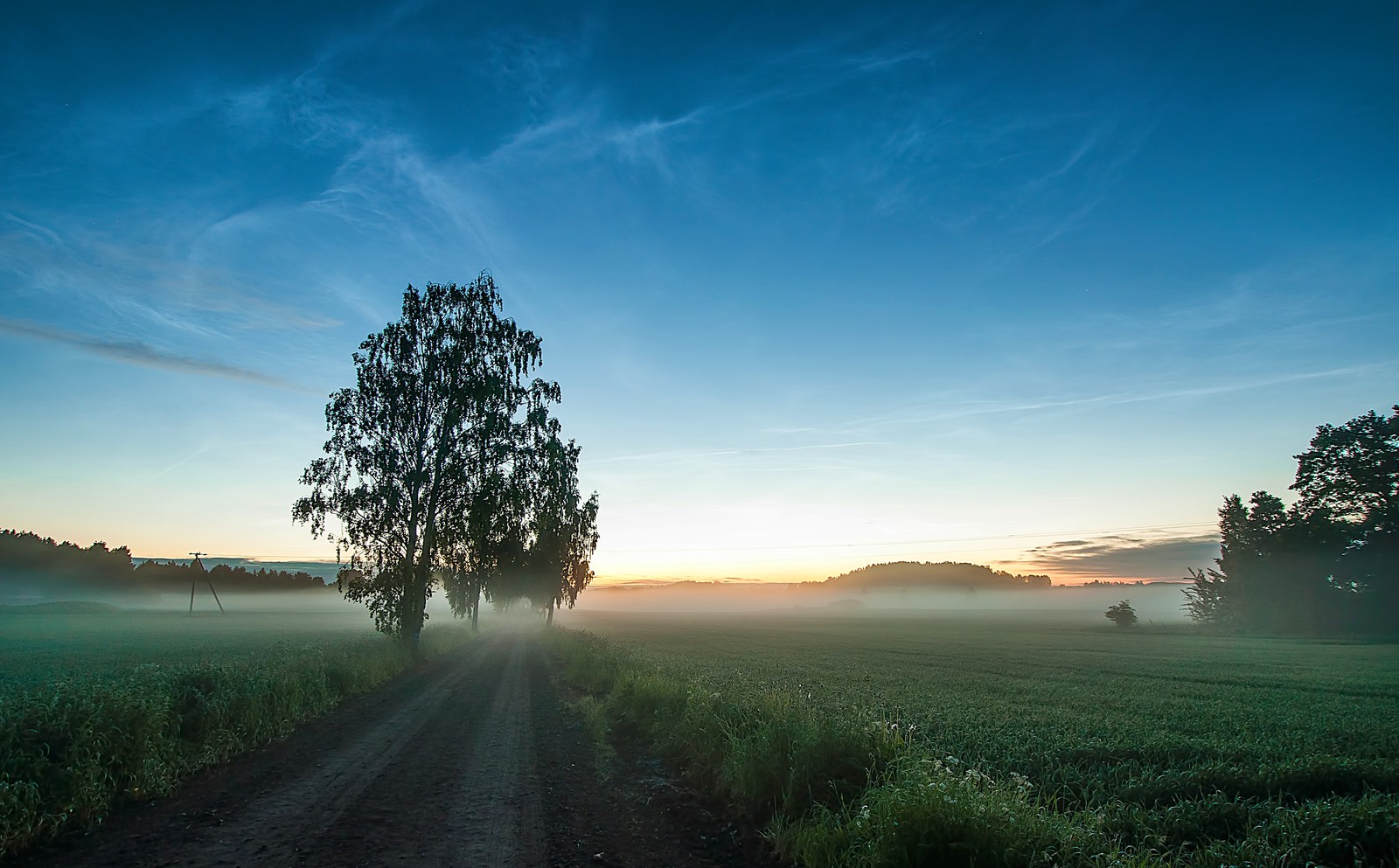 Une vue aérienne d'un chemin de terre dans un champ avec un arbre au loin (nature, arbre, matin, atmosphère, nuit)