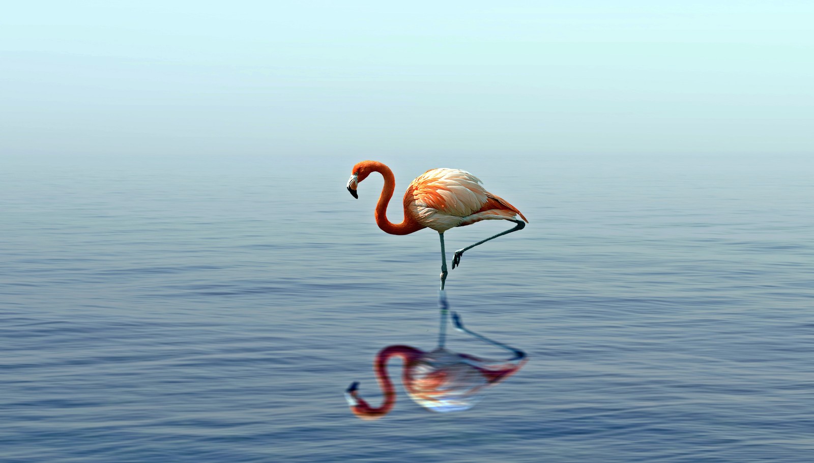 Flamingo standing in the water with its reflection in the water (flamingo, greater flamingo, bird, water bird, water)