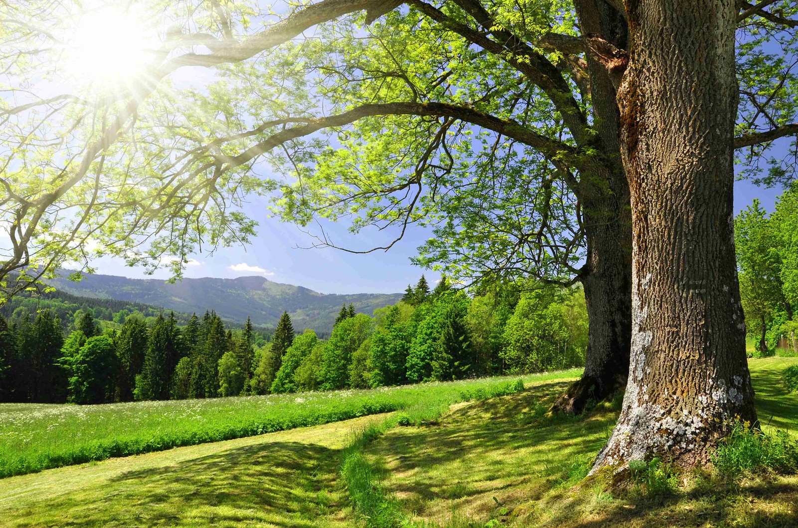 Un grand arbre dans un champ herbeux avec des montagnes en arrière-plan (paysage naturel, arbre, nature, vert, ensoleillement)