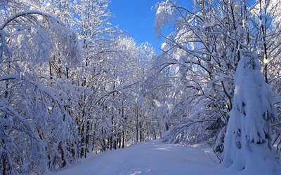 Pays des merveilles d'hiver : Sentier forestier enneigé sous un ciel bleu clair