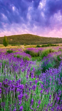 Campos de lavanda vibrantes sob nuvens dramáticas