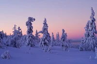 laponia, lapland, nieve, invierno, azul