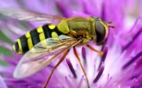 Close-Up of a Bee Pollinating a Vibrant Flower