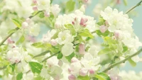 Delicate Blossoms of Spring: White and Pink Floral Elegance