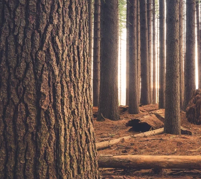 La lumière du soleil filtre à travers de grands arbres dans une forêt sereine