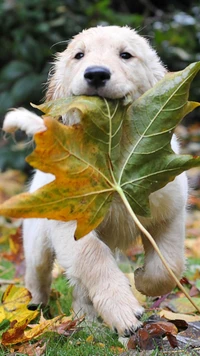 Hermoso cachorro llevando alegremente una hoja grande