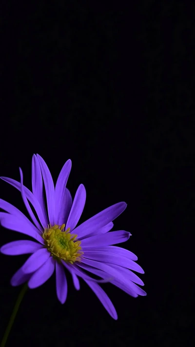 marguerite, fleurs