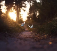 Susurros de amor: Mariposas en la luz dorada de Belgrado