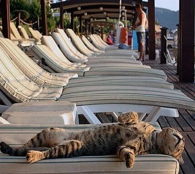 Un chat détendu profite d'une sieste paisible sur un transat au bord de l'eau.